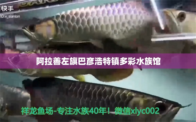 阿拉善左旗巴彦浩特镇多彩水族馆