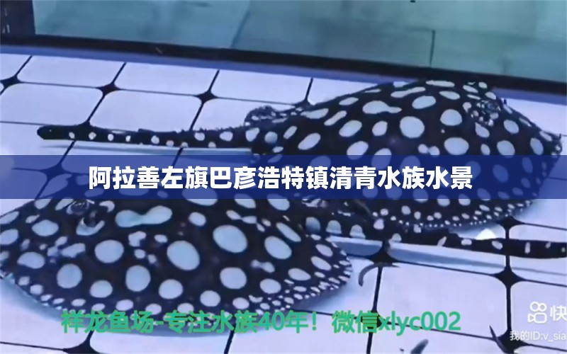 阿拉善左旗巴彦浩特镇清青水族水景  全国水族馆企业名录 第1张