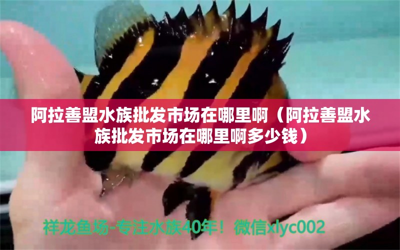 阿拉善盟水族批发市场在哪里啊（阿拉善盟水族批发市场在哪里啊多少钱） 观赏鱼水族批发市场