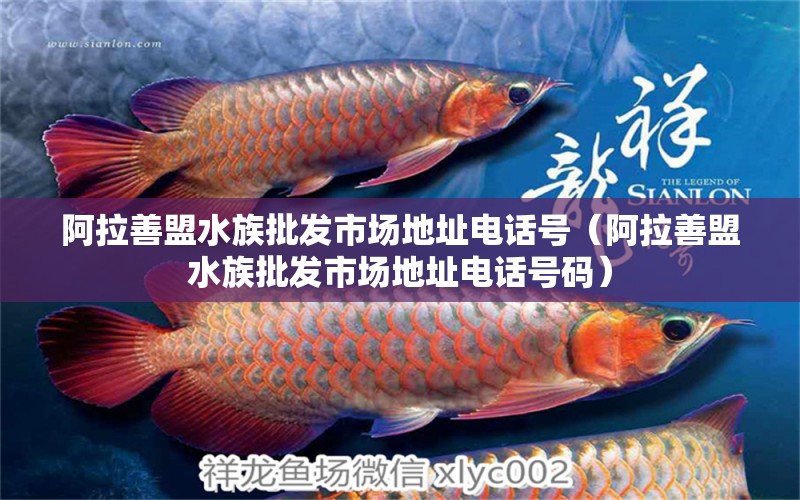 阿拉善盟水族批发市场地址电话号（阿拉善盟水族批发市场地址电话号码）