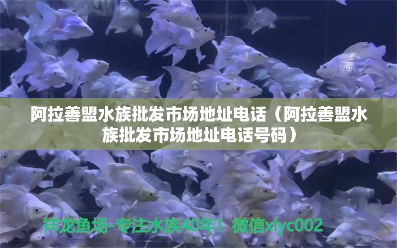 阿拉善盟水族批发市场地址电话（阿拉善盟水族批发市场地址电话号码）