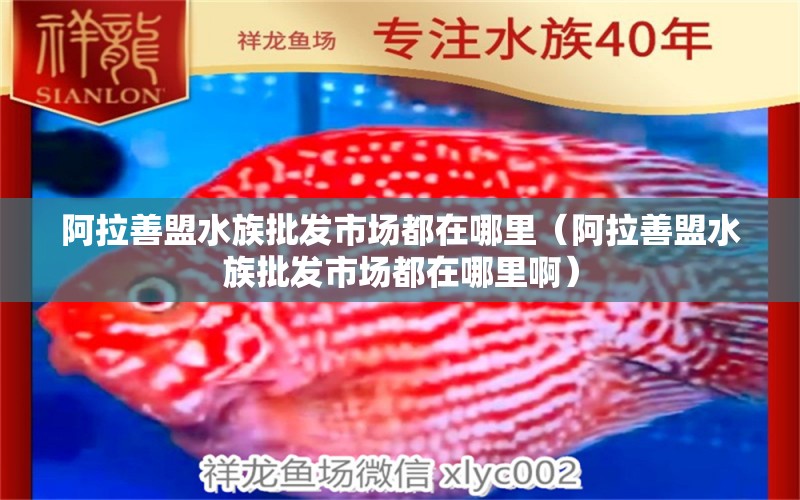 阿拉善盟水族批发市场都在哪里（阿拉善盟水族批发市场都在哪里啊） 观赏鱼水族批发市场