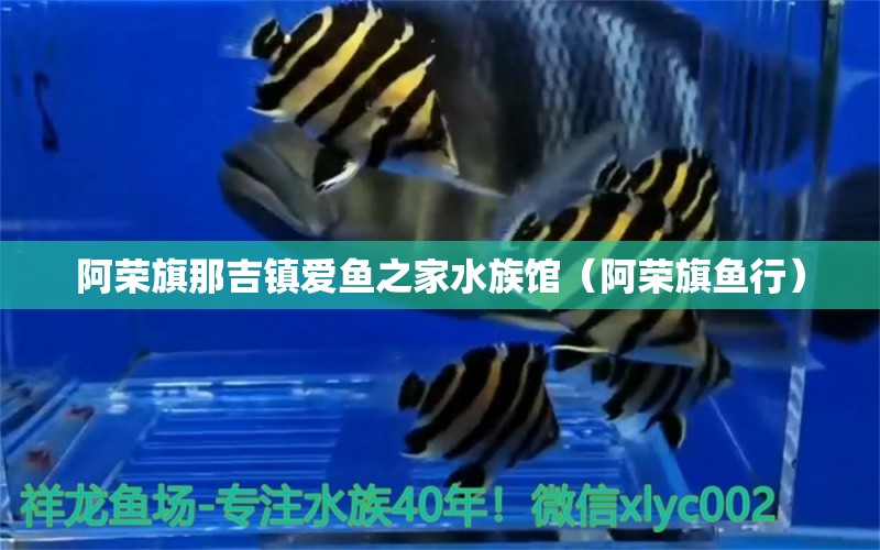 阿荣旗那吉镇爱鱼之家水族馆（阿荣旗鱼行）