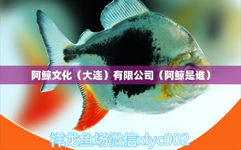 阿鲸文化（大连）有限公司（阿鲸是谁） 全国水族馆企业名录