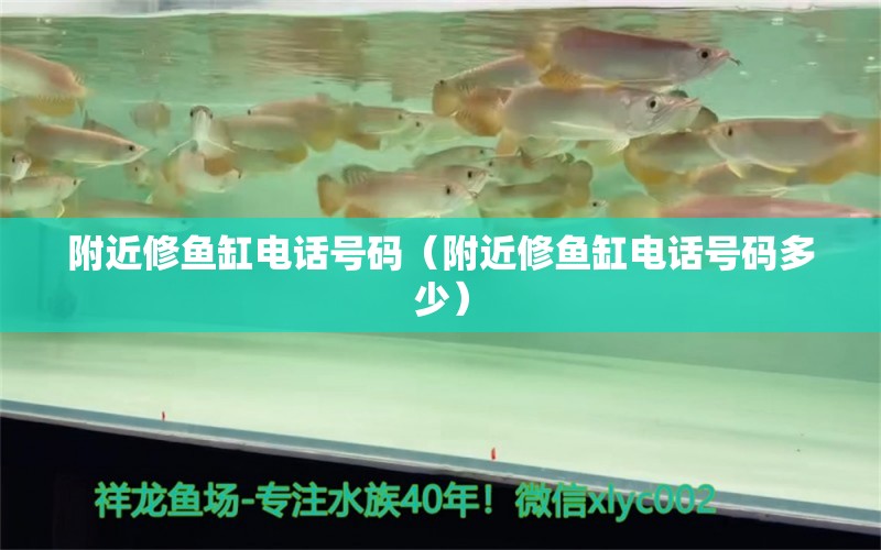 附近修鱼缸电话号码（附近修鱼缸电话号码多少） 鹦鹉鱼