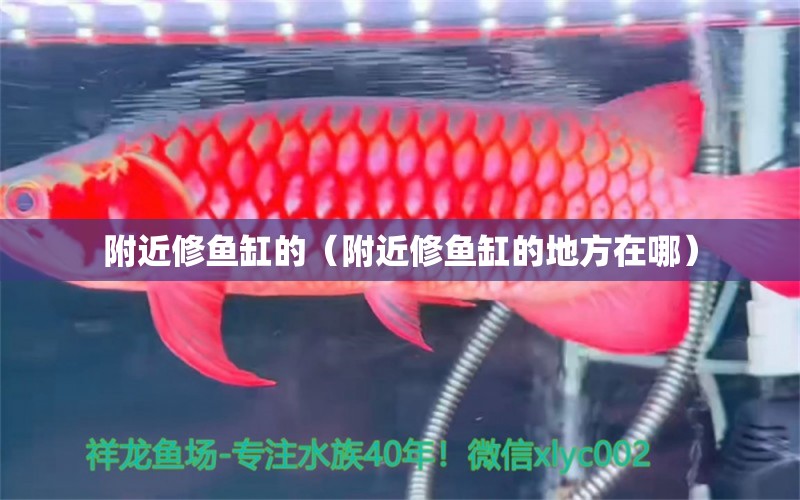 附近修鱼缸的（附近修鱼缸的地方在哪） 其他品牌鱼缸