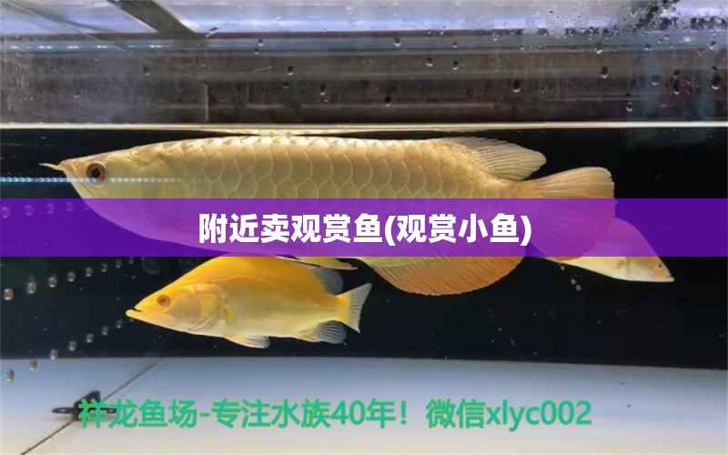 附近卖观赏鱼(观赏小鱼) 白子红龙鱼