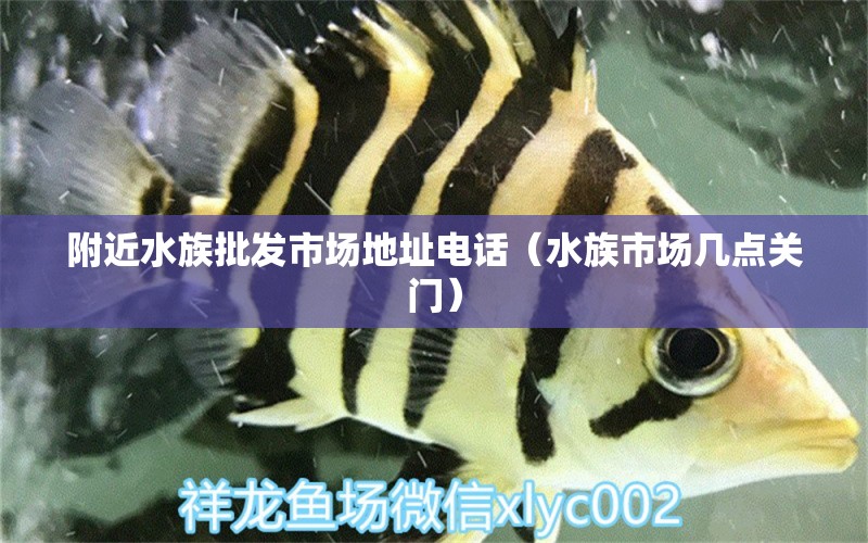 附近水族批发市场地址电话（水族市场几点关门） 观赏鱼批发