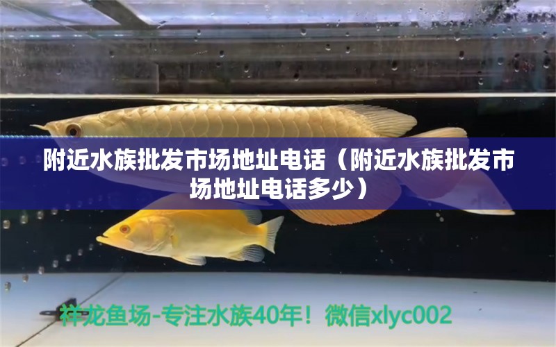 附近水族批发市场地址电话（附近水族批发市场地址电话多少）