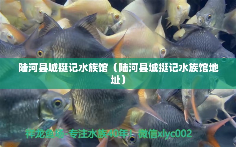 陆河县城挺记水族馆（陆河县城挺记水族馆地址） 全国水族馆企业名录