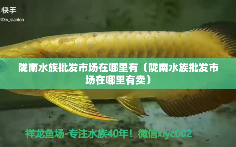 陇南水族批发市场在哪里有（陇南水族批发市场在哪里有卖）