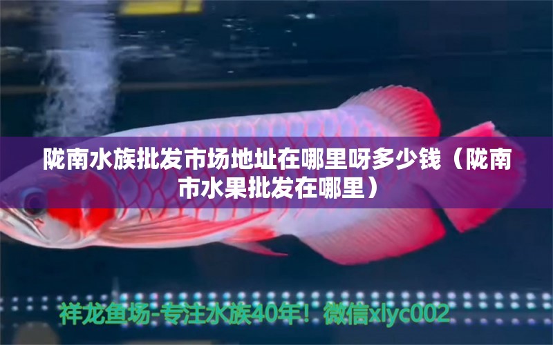 陇南水族批发市场地址在哪里呀多少钱（陇南市水果批发在哪里） 观赏鱼水族批发市场