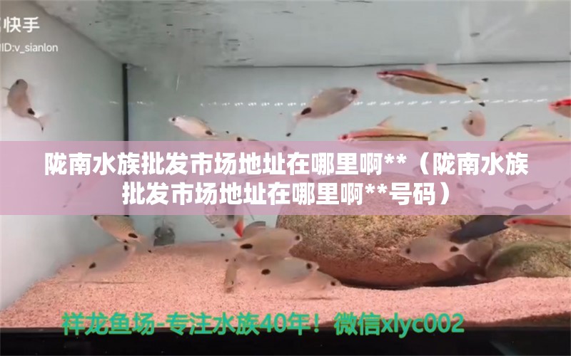 陇南水族批发市场地址在哪里啊**（陇南水族批发市场地址在哪里啊**号码）