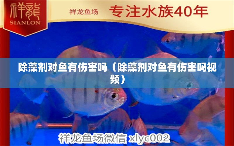 除藻剂对鱼有伤害吗（除藻剂对鱼有伤害吗视频） 祥龙水族医院