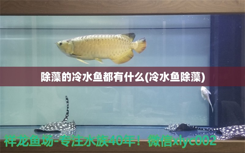 除藻的冷水鱼都有什么(冷水鱼除藻) 丹顶锦鲤鱼