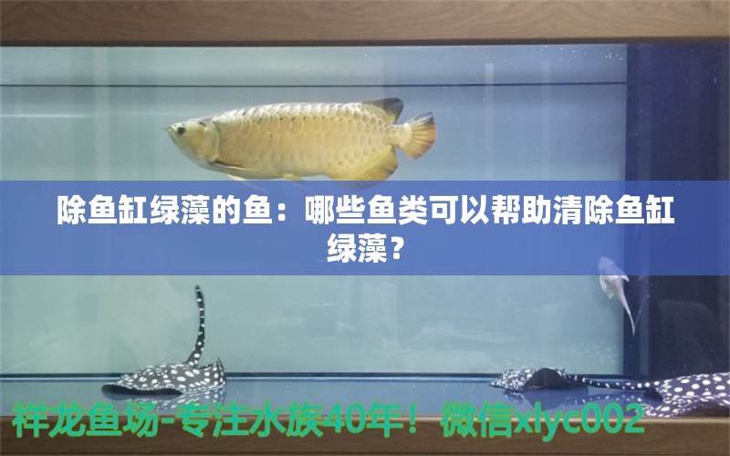 除鱼缸绿藻的鱼：哪些鱼类可以帮助清除鱼缸绿藻？