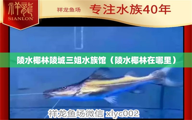 陵水椰林陵城三姐水族馆（陵水椰林在哪里）