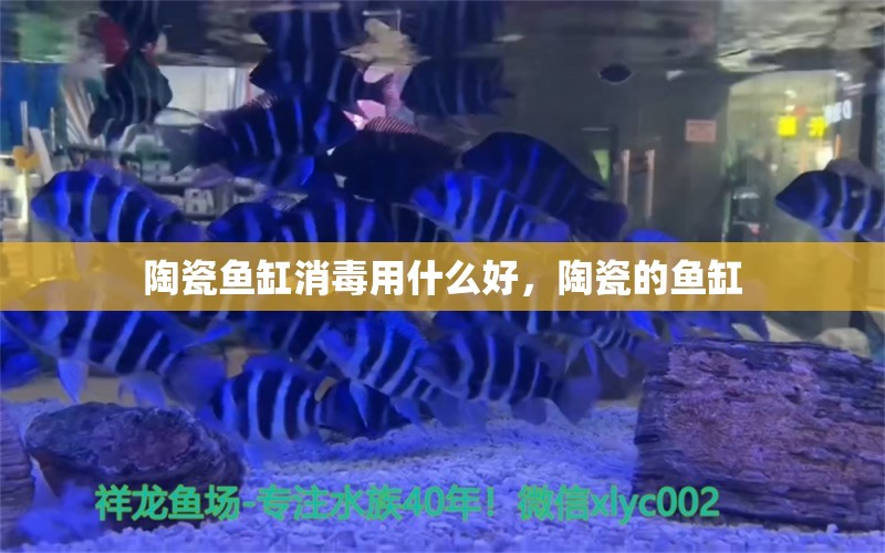 陶瓷鱼缸消毒用什么好，陶瓷的鱼缸