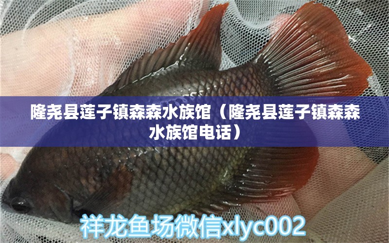 隆尧县莲子镇森森水族馆（隆尧县莲子镇森森水族馆电话）