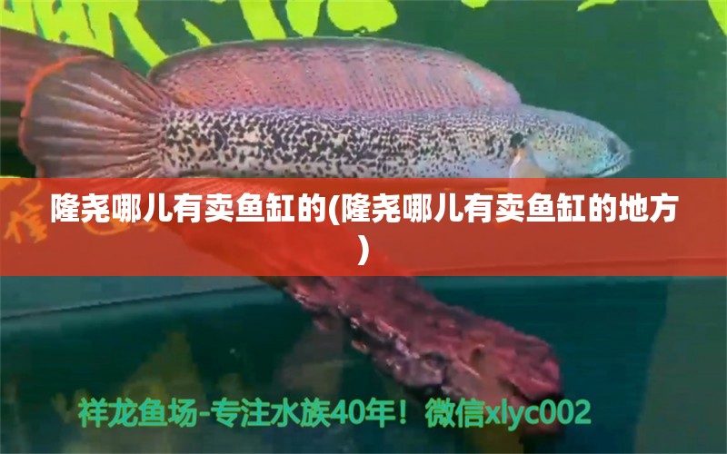 隆尧哪儿有卖鱼缸的(隆尧哪儿有卖鱼缸的地方) 野彩鱼