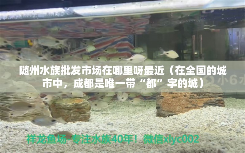 随州水族批发市场在哪里呀最近（在全国的城市中，成都是唯一带“都”字的城） 白子银龙鱼苗 第2张