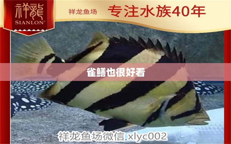 雀鳝也很好看 观赏鱼论坛 第4张