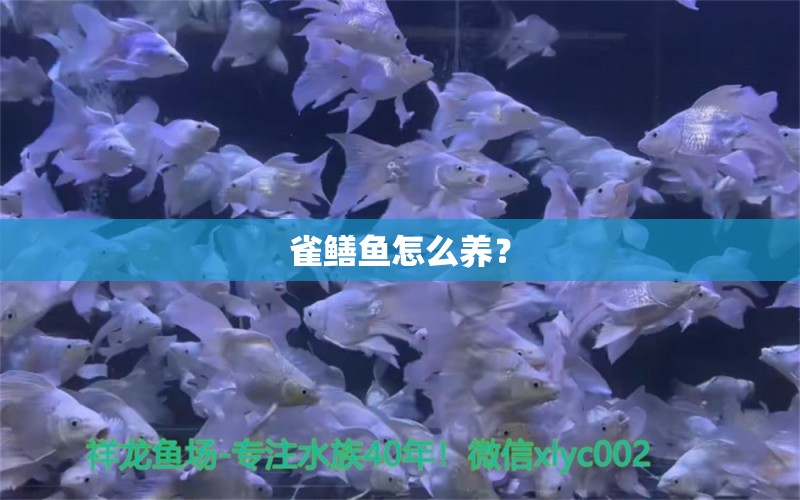 雀鳝鱼怎么养？