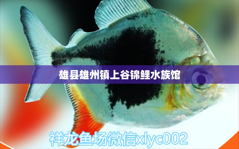 雄县雄州镇上谷锦鲤水族馆