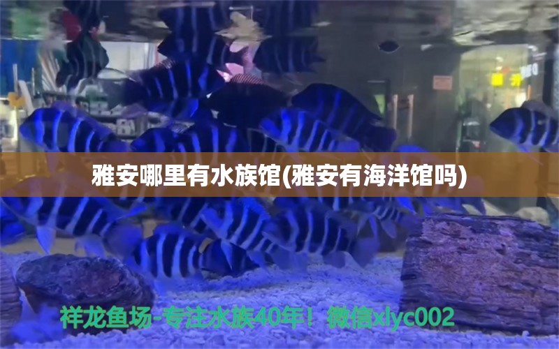 雅安哪里有水族馆(雅安有海洋馆吗)