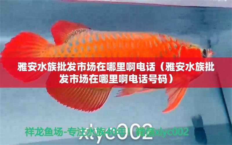 雅安水族批发市场在哪里啊电话（雅安水族批发市场在哪里啊电话号码）