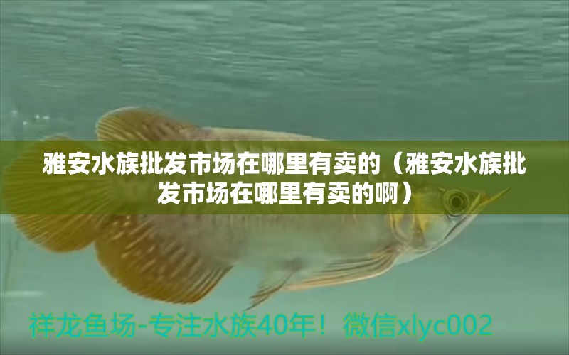 雅安水族批发市场在哪里有卖的（雅安水族批发市场在哪里有卖的啊） 观赏鱼水族批发市场