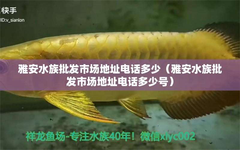 雅安水族批发市场地址电话多少（雅安水族批发市场地址电话多少号） 喂食器