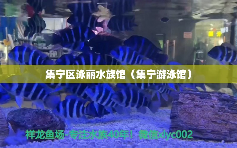 集宁区泳丽水族馆（集宁游泳馆）