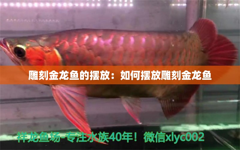 雕刻金龙鱼的摆放：如何摆放雕刻金龙鱼 水族问答 第2张