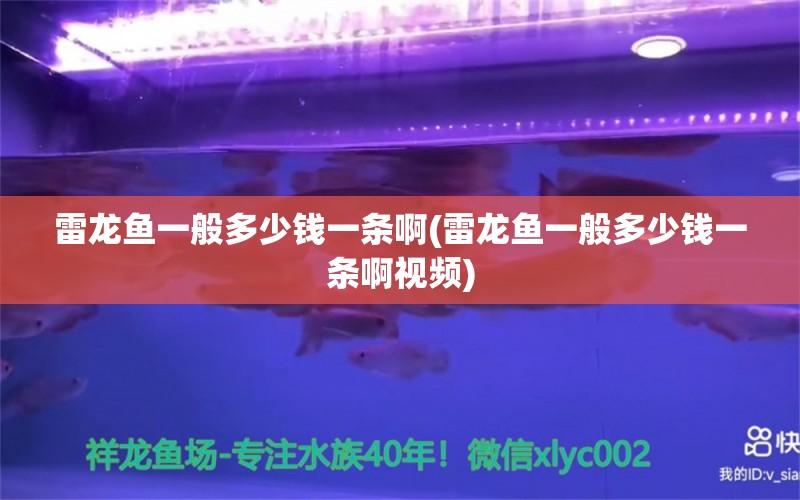 雷龙鱼一般多少钱一条啊(雷龙鱼一般多少钱一条啊视频) 定时器/自控系统 第1张