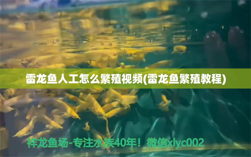 雷龙鱼人工怎么繁殖视频(雷龙鱼繁殖教程)