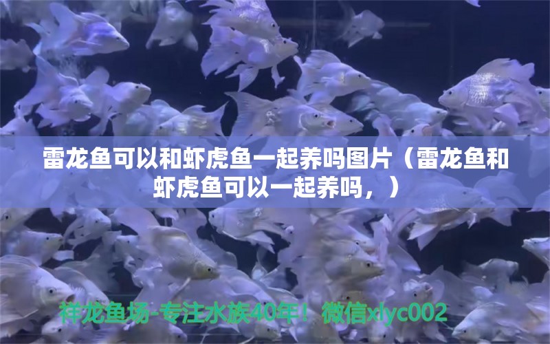 雷龙鱼可以和虾虎鱼一起养吗图片（雷龙鱼和虾虎鱼可以一起养吗，） 水族问答 第2张