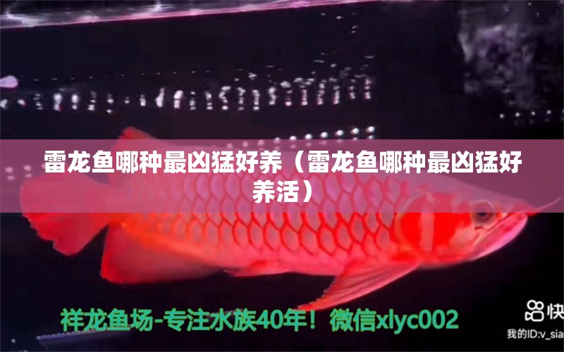 雷龙鱼哪种最凶猛好养（雷龙鱼哪种最凶猛好养活） 祥龙水族医院