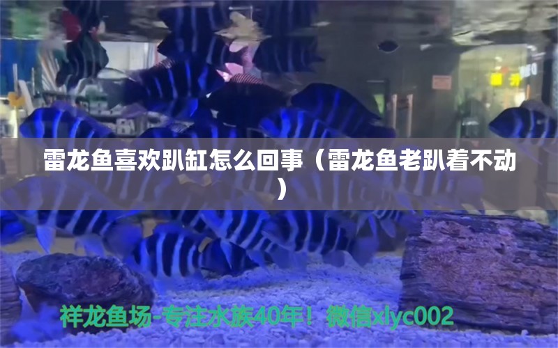 雷龙鱼喜欢趴缸怎么回事（雷龙鱼老趴着不动） 帝王三间鱼 第1张