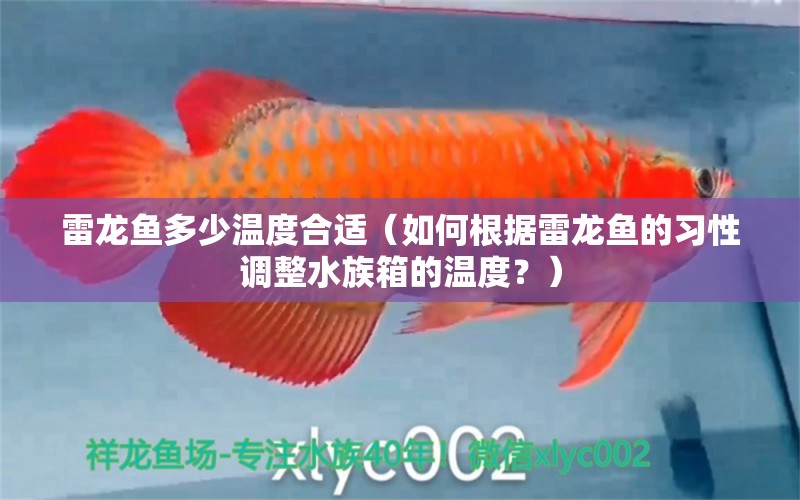 雷龙鱼多少温度合适（如何根据雷龙鱼的习性调整水族箱的温度？） 水族问答 第1张