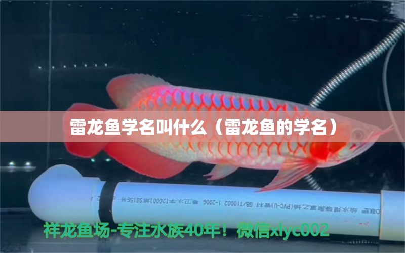 雷龙鱼学名叫什么（雷龙鱼的学名） 祥龙水族医院