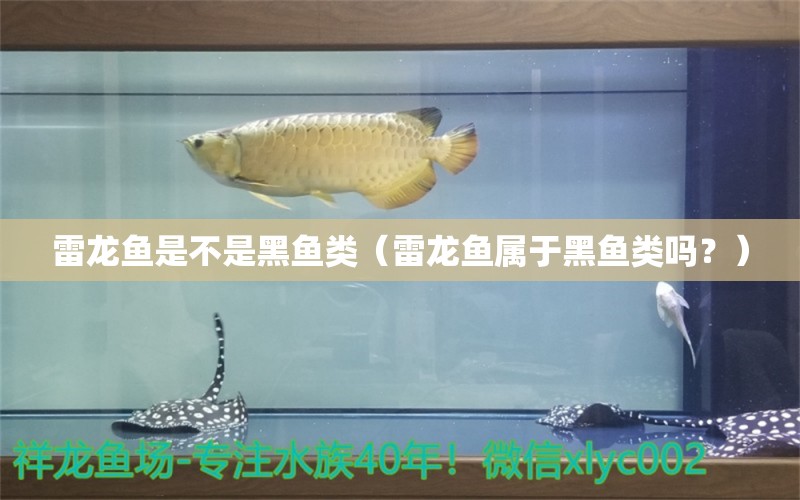 雷龙鱼是不是黑鱼类（雷龙鱼属于黑鱼类吗？） 水族问答 第1张