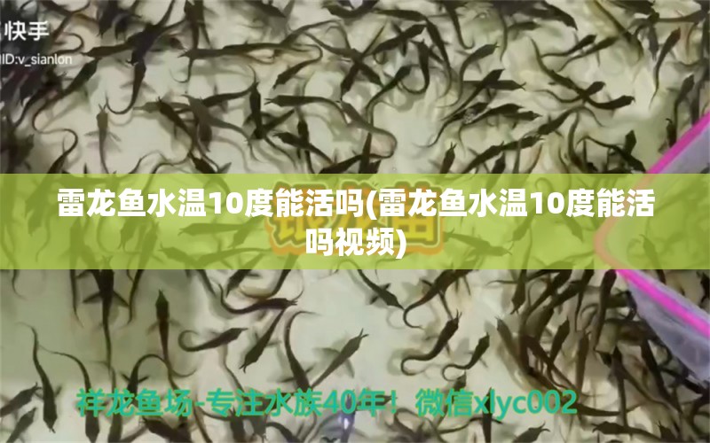 雷龙鱼水温10度能活吗(雷龙鱼水温10度能活吗视频)