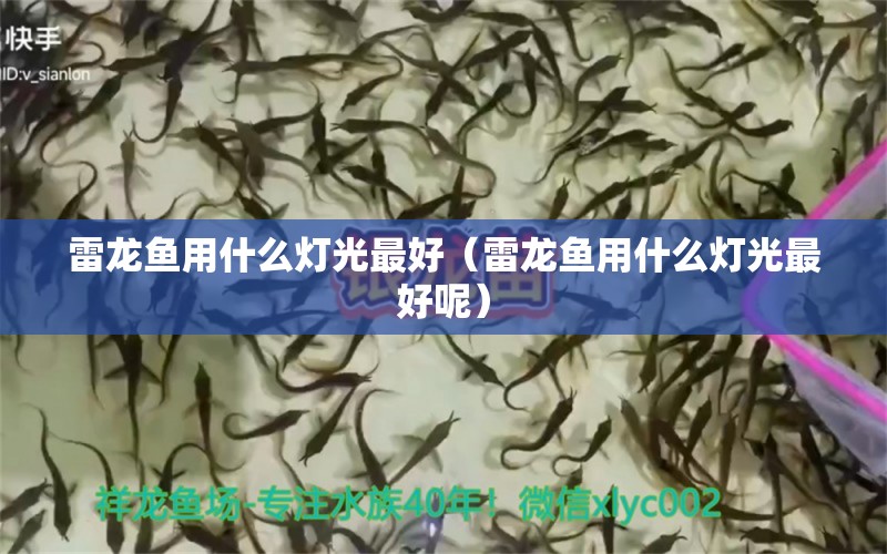 雷龙鱼用什么灯光最好（雷龙鱼用什么灯光最好呢） 观赏鱼水族批发市场