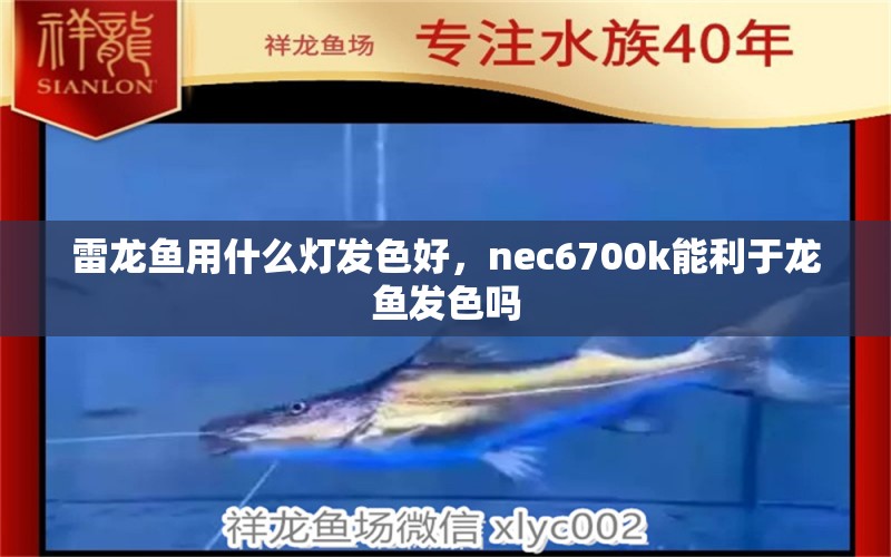 雷龙鱼用什么灯发色好，nec6700k能利于龙鱼发色吗