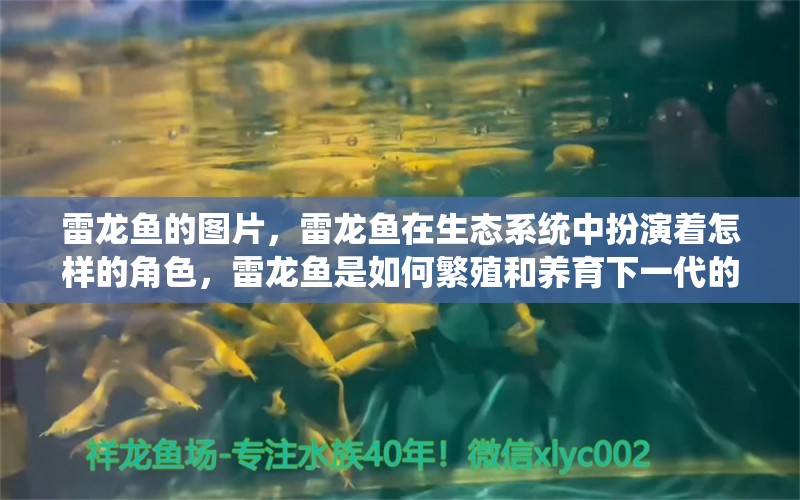 雷龙鱼的图片，雷龙鱼在生态系统中扮演着怎样的角色，雷龙鱼是如何繁殖和养育下一代的 水族问答 第1张