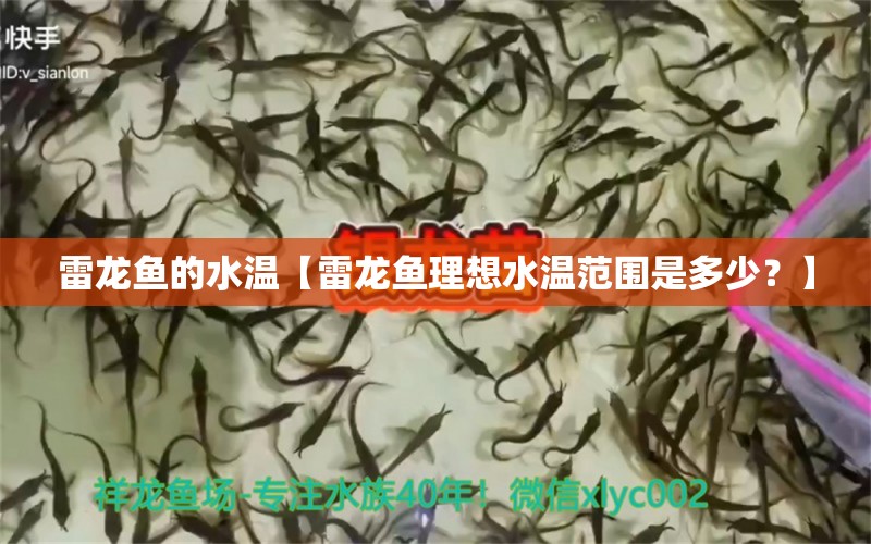 雷龙鱼的水温【雷龙鱼理想水温范围是多少？】