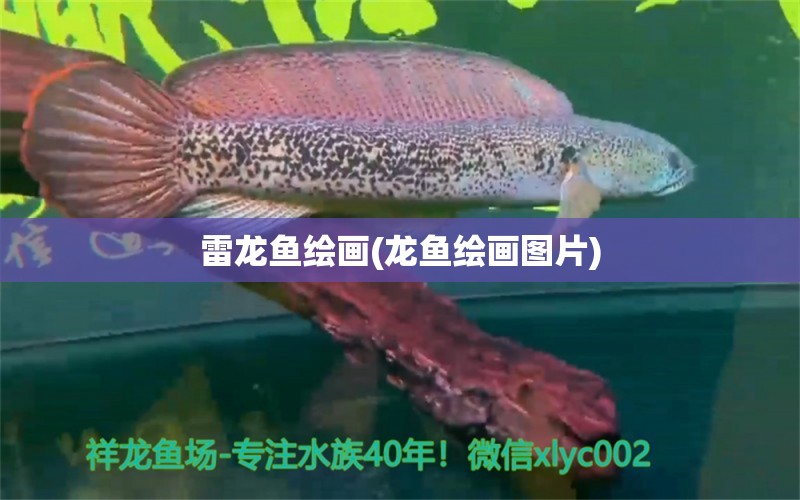 雷龙鱼绘画(龙鱼绘画图片) 广州水族批发市场