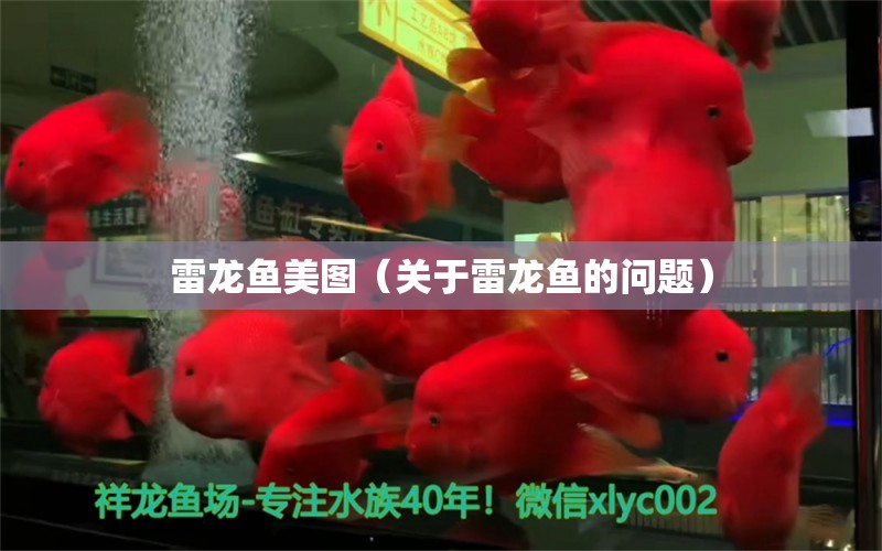 雷龙鱼美图（关于雷龙鱼的问题） 水族问答 第1张