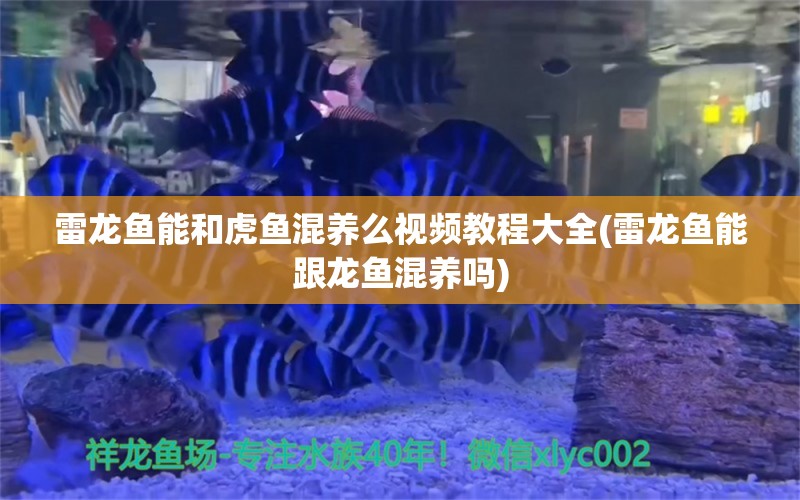 雷龙鱼能和虎鱼混养么视频教程大全(雷龙鱼能跟龙鱼混养吗) 虎鱼百科